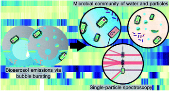 Graphical abstract: Emission of primary bioaerosol particles from Baltic seawater