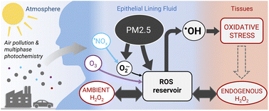 Graphical abstract: Influence of ambient and endogenous H2O2 on reactive oxygen species concentrations and OH radical production in the respiratory tract