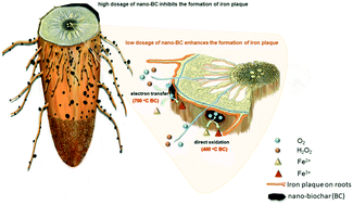 Graphical abstract: Nano-biochar modulates the formation of iron plaque through facilitating iron-involved redox reactions on aquatic plant root surfaces