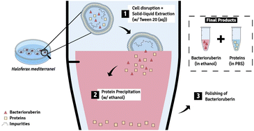 Graphical abstract: Recovery of bacterioruberin and proteins using aqueous solutions of surface-active compounds