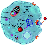 Graphical abstract: A DNAzyme-augmented bioorthogonal catalysis system for synergistic cancer therapy