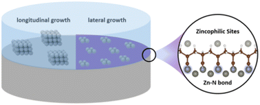 Graphical abstract: Coordinating zincophilic sites and a solvation shell for a dendrite-free Zn anode under the synergistic effects of polyacrylonitrile and dimethyl sulfoxide