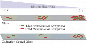 Graphical abstract: Zwitterionic surface chemistry enhances detachment of bacteria under shear