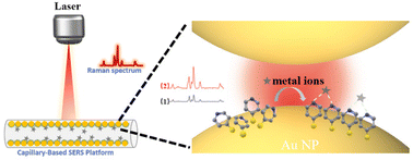 Graphical abstract: Highly sensitive and selective SERS substrates with 3D hot spot buildings for rapid mercury ion detection