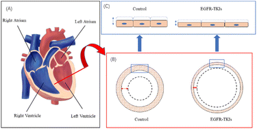 Graphical abstract: Effects of targeted lung cancer drugs on cardiomyocytes studied by atomic force microscopy