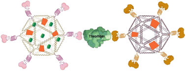 Graphical abstract: Sandwich-type aptamer-based biosensors for thrombin detection