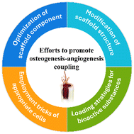 Graphical abstract: Efforts to promote osteogenesis–angiogenesis coupling for bone tissue engineering