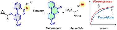 Graphical abstract: An esterase-cleavable persulfide donor with no electrophilic byproducts and a fluorescence reporter