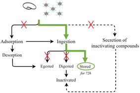 Graphical abstract: Uptake without inactivation of human adenovirus type 2 by Tetrahymena pyriformis ciliates