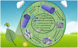 Graphical abstract: Multifunctional halloysite nanotube–polydopamine agro-carriers for controlling bacterial soft rot disease