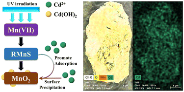 Graphical abstract: The removal of Cd(ii) by the UV/permanganate process: role of continuously in situ formed MnO2 and reactive species