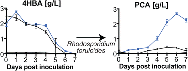 Graphical abstract: Enhanced microbial production of protocatechuate from engineered sorghum using an integrated feedstock-to-product conversion technology