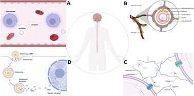 Graphical abstract: Strategies for enhanced gene delivery to the central nervous system