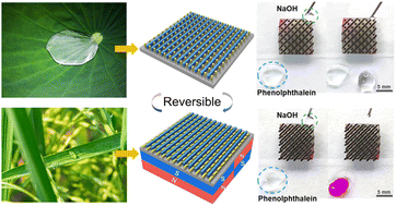 Graphical abstract: Bioinspired magnetism-responsive hybrid microstructures with dynamic switching toward liquid droplet rolling states