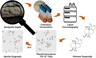 Graphical abstract: Biologically active drimane derivatives isolated from submerged cultures of the wood-inhabiting basidiomycete Dentipellis fragilis