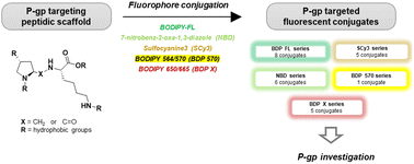 Graphical abstract: Chemical biology fluorescent tools for in vitro investigation of the multidrug resistant P-glycoprotein (P-gp) expression in tumor cells