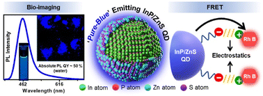 Graphical abstract: Blue-emitting InP quantum dots participate in an efficient resonance energy transfer process in water