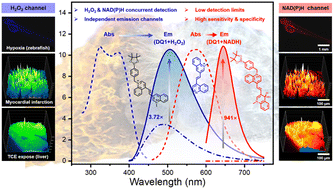 Graphical abstract: A dual-responsive ratiometric indicator designed for in vivo monitoring of oxidative stress and antioxidant capacity