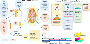 Graphical abstract: An account of the current status of point-of-care lateral flow tests for kidney biomarker detection