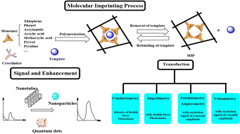 Graphical abstract: Electrochemical sensors based on molecularly imprinted polymers for the detection of chlorophenols as emergent distributing chemicals (EDCs): a review