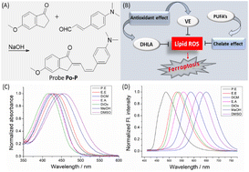 Graphical abstract: A D–π–A-type ratiometric fluorescent probe to detect polarity changes and inhibition effect during ferroptosis