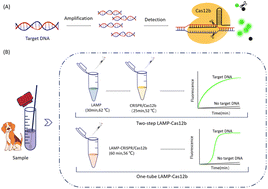 Graphical abstract: A LAMP–CRISPR/Cas12b rapid detection platform for canine parvovirus detection