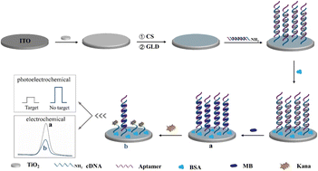 Graphical abstract: A novel dual-model photoelectrochemical/electrochemical sensor based on Z-scheme TiO2 disks/methylene blue for kanamycin detection