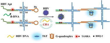Graphical abstract: Combined detection of hepatitis B virus surface antigen and hepatitis B virus DNA using a DNA sensor