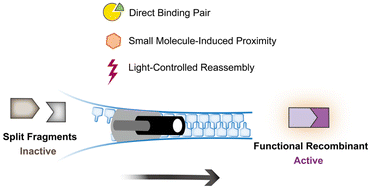 Graphical abstract: Splittable systems in biomedical applications