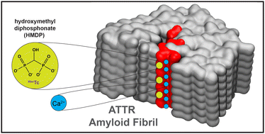 Graphical abstract: Molecular basis for non-invasive diagnostics of cardiac amyloids using bone tracers