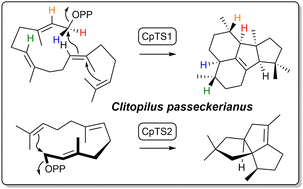 Graphical abstract: Mechanistic characterisation of the diterpene synthase for clitopilene and identification of isopentalenene synthase from the fungus Clitopilus passeckerianus