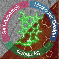 Graphical abstract: Biomimetic light-harvesting antennas via the self-assembly of chemically programmed chlorophylls