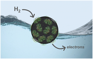 Graphical abstract: Exploiting hydrogenases for biocatalytic hydrogenations