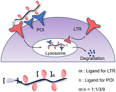 Graphical abstract: Controllable multivalent LYTACs enhance targeted protein degradation