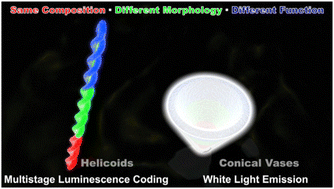 Graphical abstract: Functional differentiation visualized: diverse light-emitting modes in biomimetic microstructures