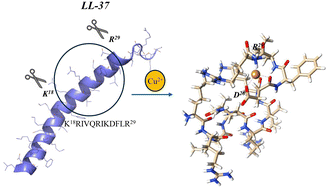 Graphical abstract: Application of a modern theoretical approach to the study of the interaction of KR-12 peptides derived from human cathelicidins with Cu(ii) ions