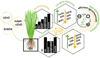 Graphical abstract: The sulphidation of ZnO nanoparticles enhances zinc recovery in Zn-starved barley (Hordeum vulgare L.): the interplay of metal acquisition and cellular homeostasis