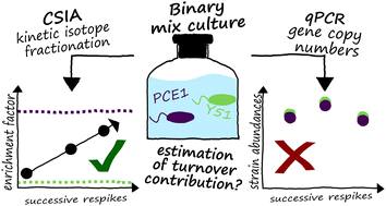 Graphical abstract: Does the number of cells of individual strains correlate with their contribution to the total substrate turnover within a microbial community?