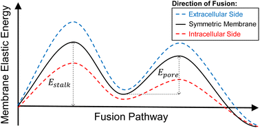 Graphical abstract: Fusion of asymmetric membranes: the emergence of a preferred direction