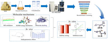 Graphical abstract: Characterization, mechanisms, structure–activity relationships, and antihypertensive effects of ACE inhibitory peptides: rapid screening from sufu hydrolysate