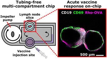 Graphical abstract: A 3D-printed multi-compartment organ-on-chip platform with a tubing-free pump models communication with the lymph node