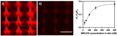 Graphical abstract: Rapid miRNA detection in skin interstitial fluid using a hydrogel microneedle patch integrated with DNA probes and graphene oxide