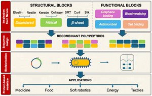 Graphical abstract: Molecular design of protein-based materials – state of the art, opportunities and challenges at the interface between materials engineering and synthetic biology