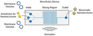 Graphical abstract: Microfluidic-assisted formulation of cell membrane-camouflaged anisotropic nanostructures