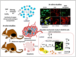 Graphical abstract: Copper nitroprusside analogue nanoparticles against melanoma: detailed in vitro and in vivo investigation