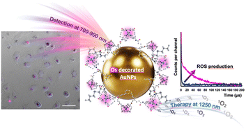 Graphical abstract: Near infra-red luminescent osmium labelled gold nanoparticles for cellular imaging and singlet oxygen generation