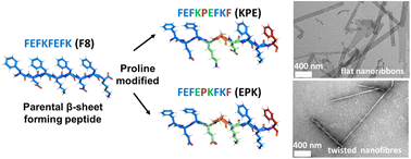 Graphical abstract: Effects of proline substitution/inclusion on the nanostructure of a self-assembling β-sheet-forming peptide