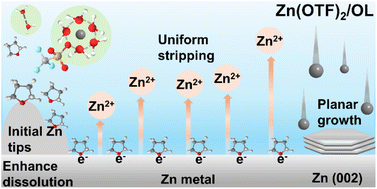 Graphical abstract: An electron-losing regulation strategy for stripping modulation towards a highly reversible Zn anode