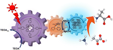 Graphical abstract: A photo/biocatalytic system for visible-light driven l-alanine production from ammonia and pyruvate
