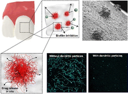 Graphical abstract: Drug-loaded adhesive microparticles for biofilm prevention on oral surfaces